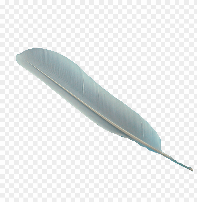 feather, png, image, with, transparent, background