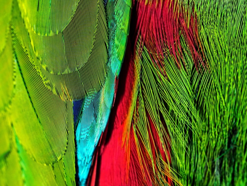 feathers, colorful, bright, iridescent, colors