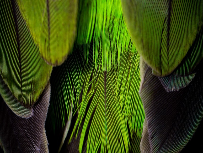 feathers, feather, color, green, gray