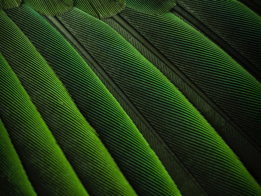 feathers, green, color, bird, background