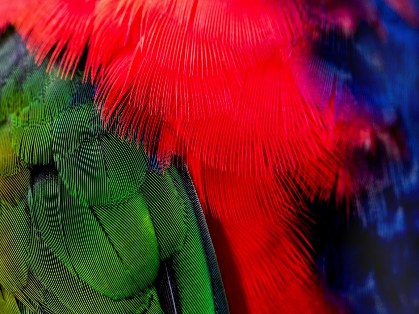 feathers, green, red, bird