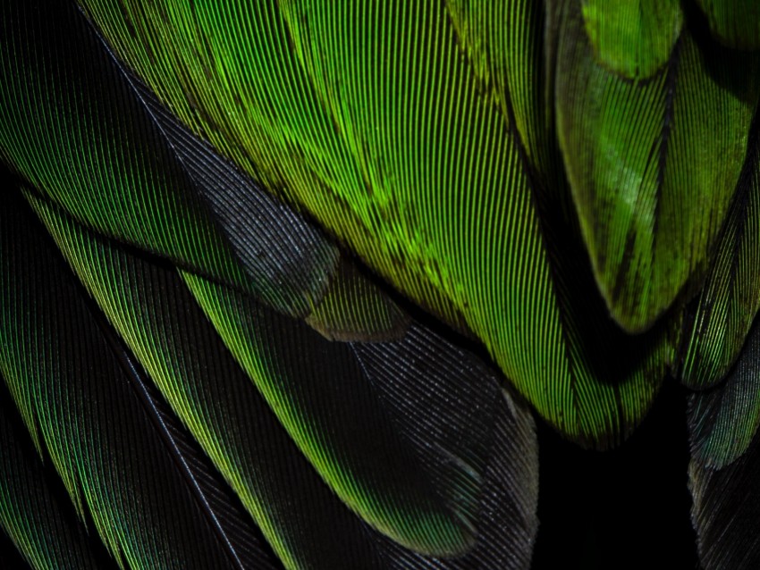 feathers, texture, color, green