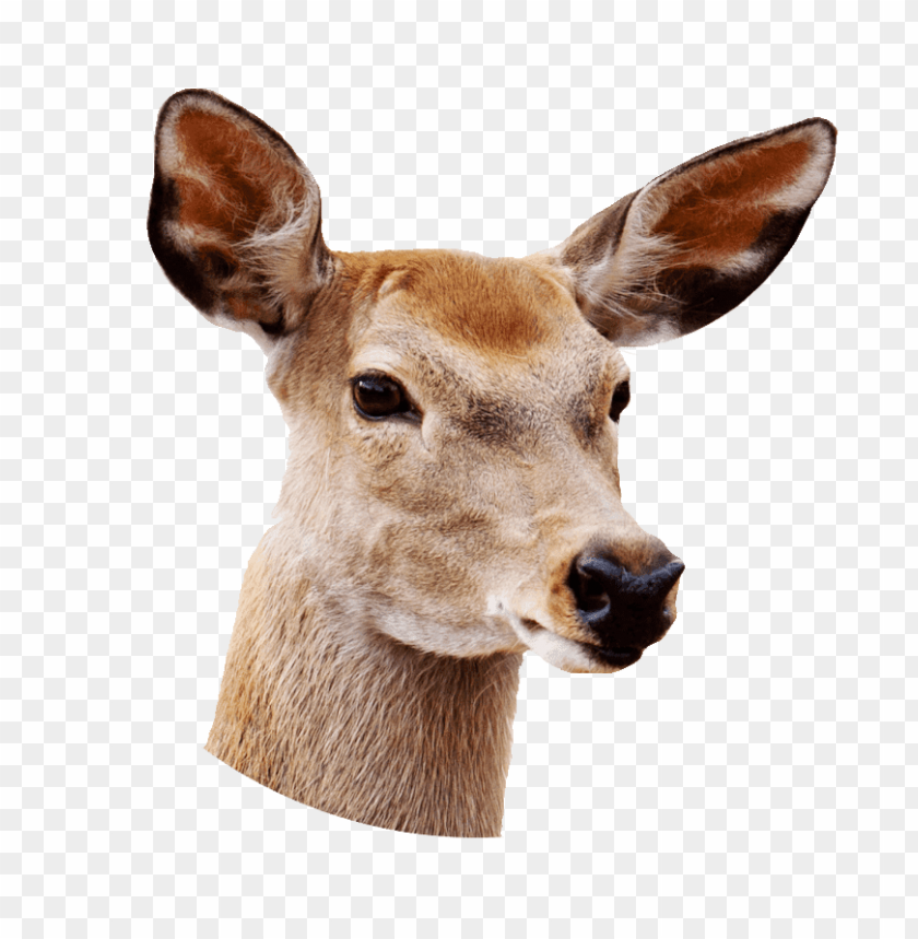 animals, deer, female deer close up, 