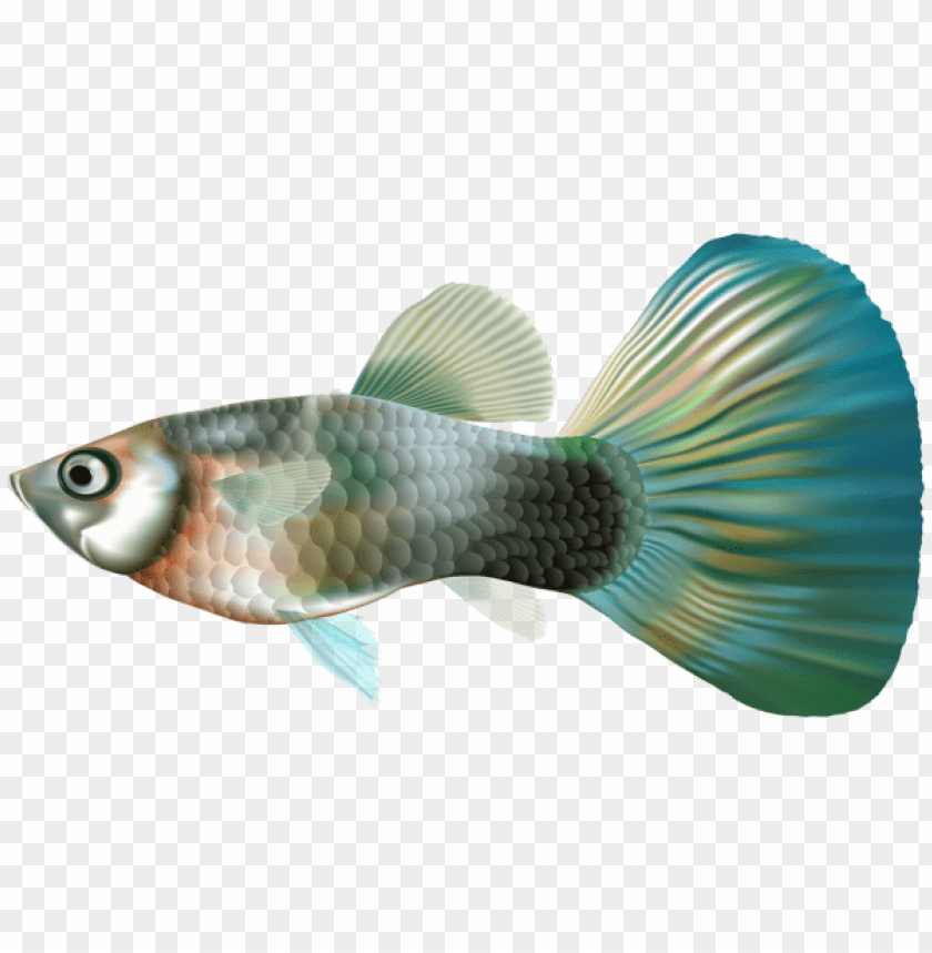 free PNG Download female guppy fish png clipart png photo   PNG images transparent