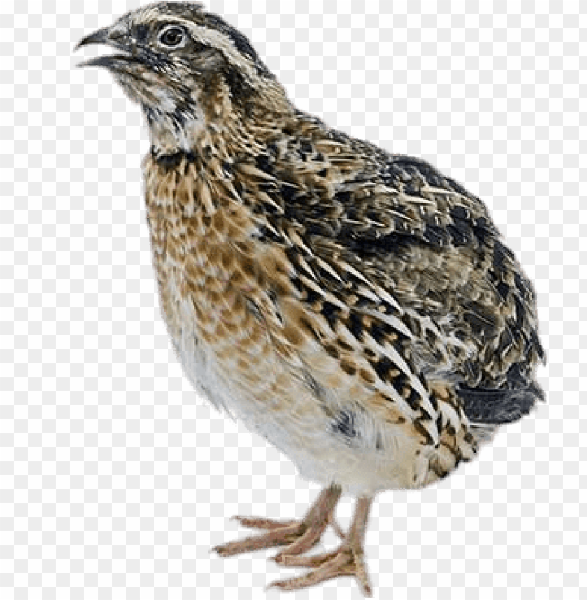 animals, quails, female quail, 