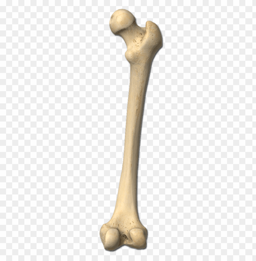 people, bones of the body, femur bone, 