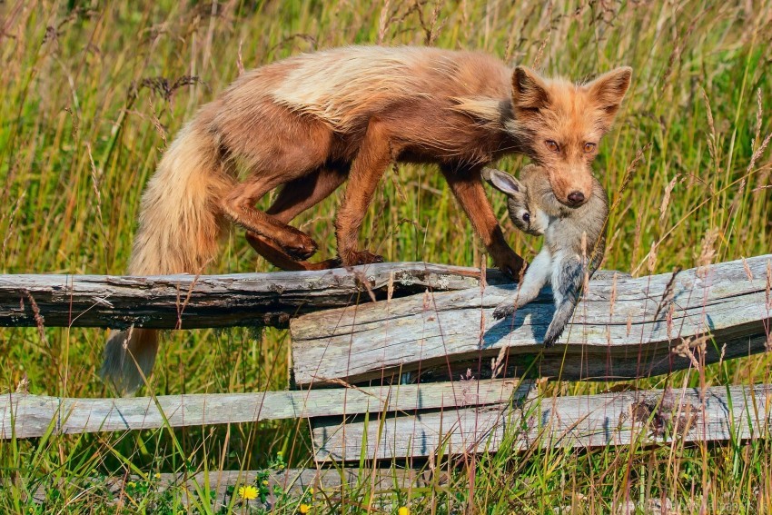 fence fox grass prey rabbit wallpaper background best stock photos - Image ID 160220