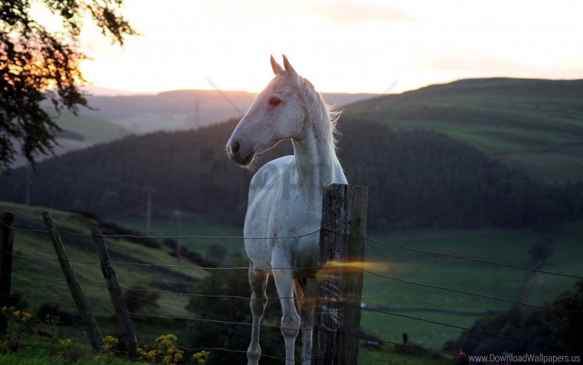 fence horse nature sunset wallpaper background best stock photos - Image ID 151022