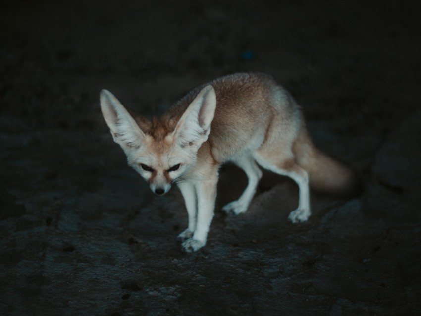 fennec fox, fennec, fox, animal, wildlife