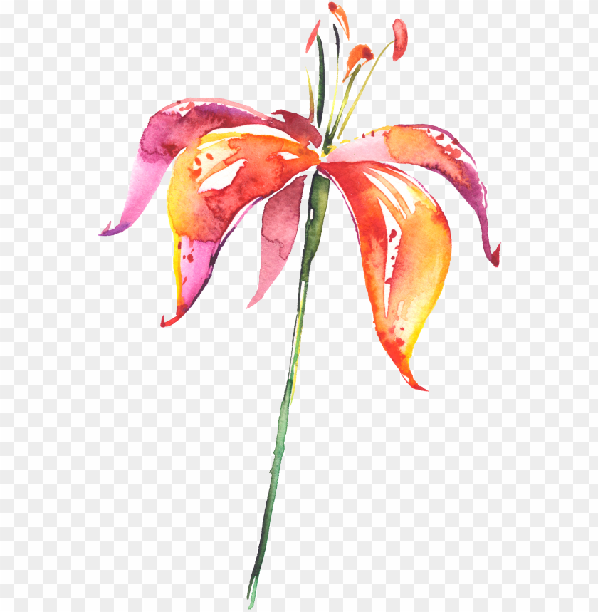 funnel, watercolor flower, illustration, water color, garlic, watercolor flowers, vintage