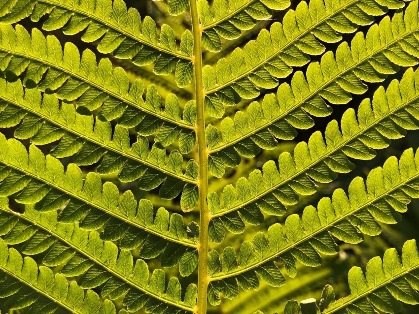 fern, branch, leaves, green, plant