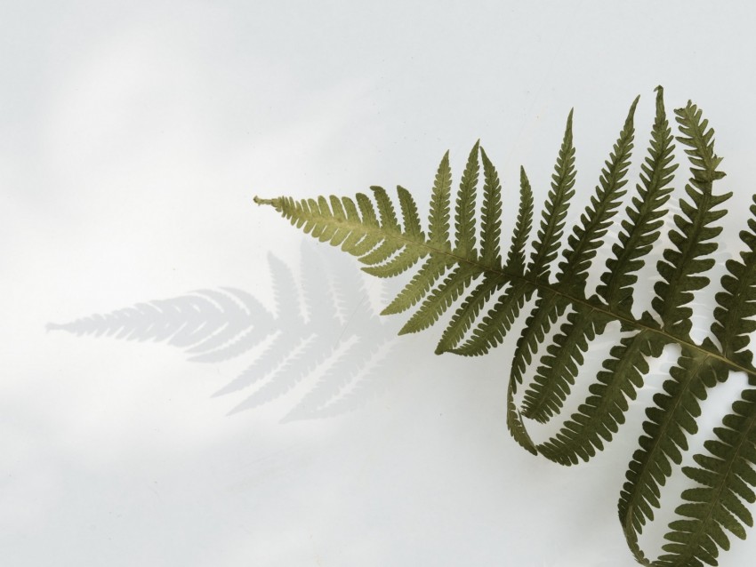 Fern Branch Leaves Plant Green Png - Free PNG Images