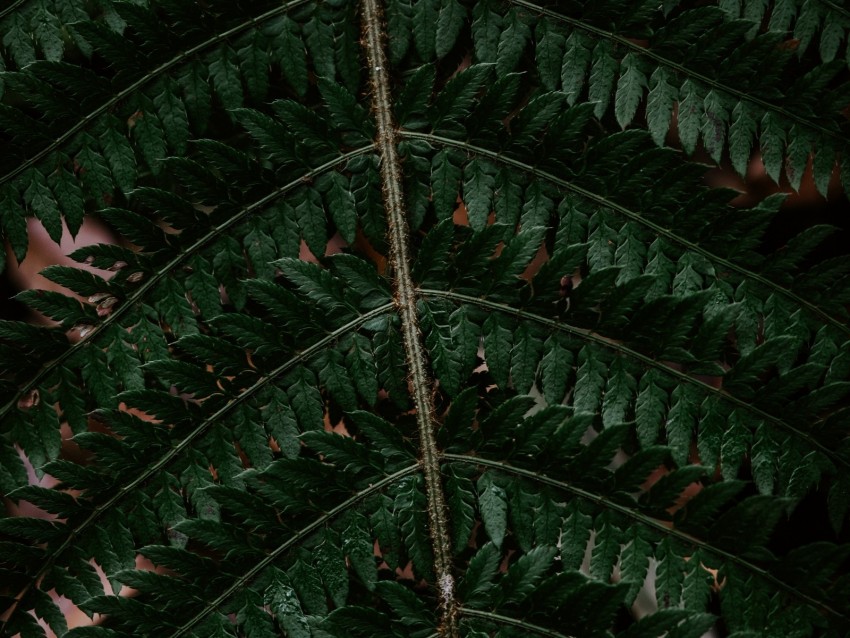 fern, leaf, green, carved, dark