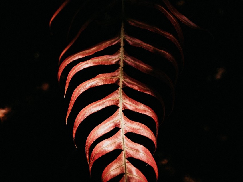 fern, leaf, red, dark, shadow