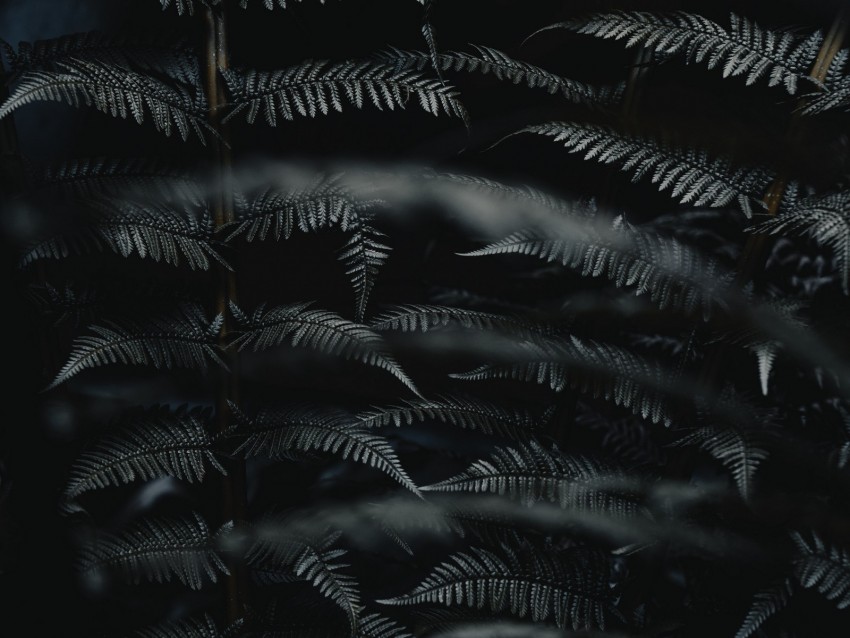 fern, leaves, black, carved, macro, branch, plant