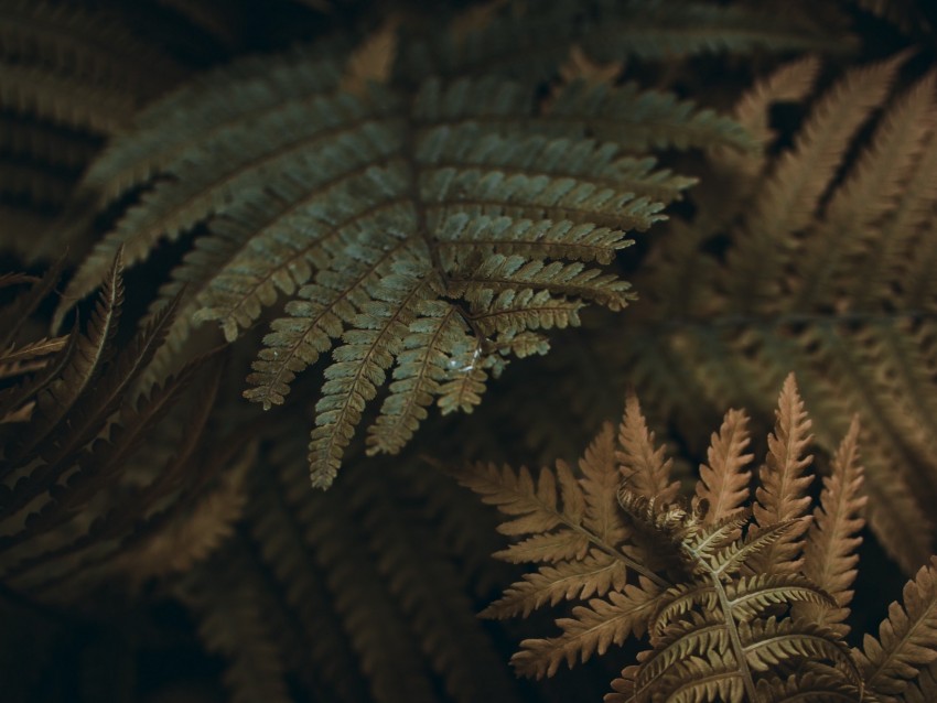 fern, leaves, branches, plant, macro