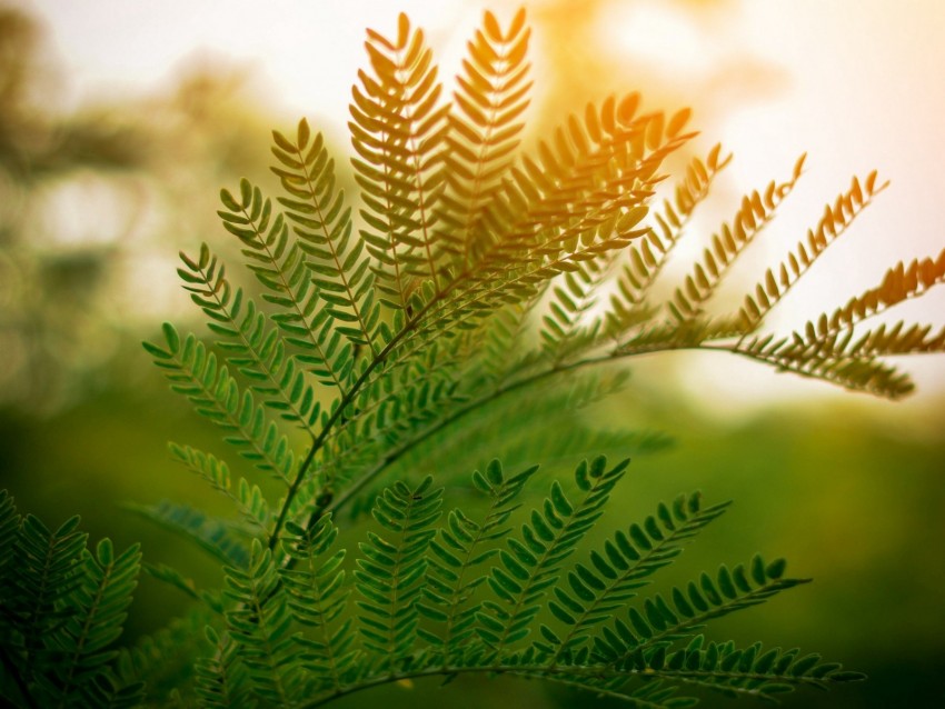 fern, leaves, branches, plant, sunlight