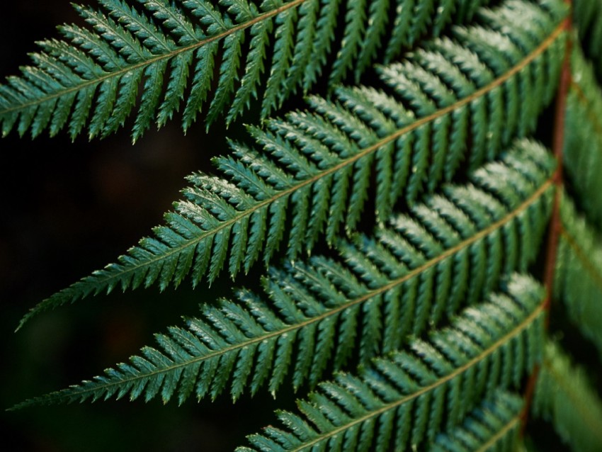 Fern Leaves Carved Green Branch Png - Free PNG Images