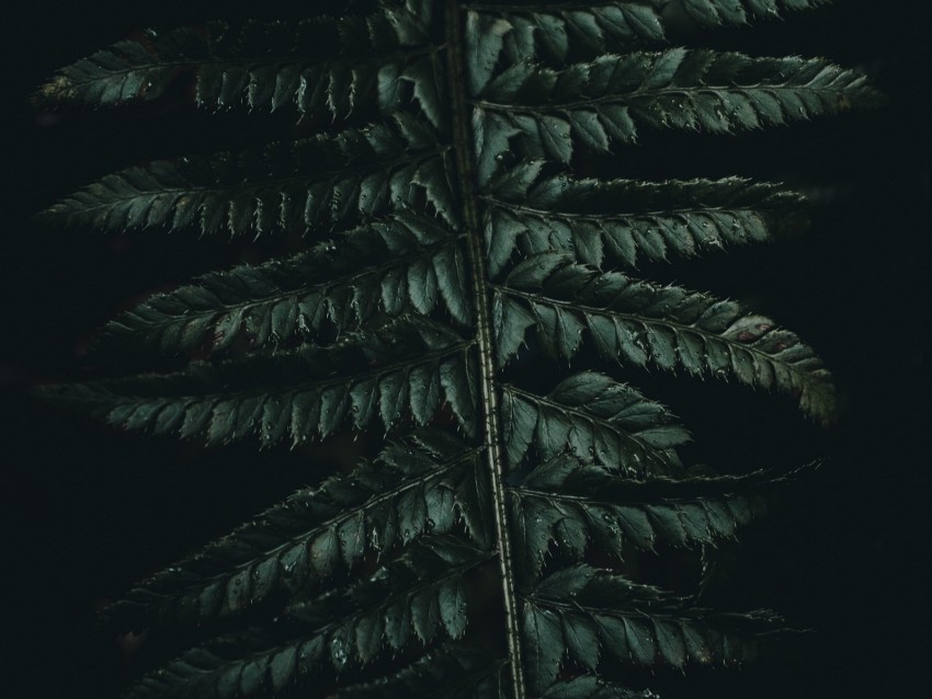 Fern Leaves Carved Green Dark Png - Free PNG Images