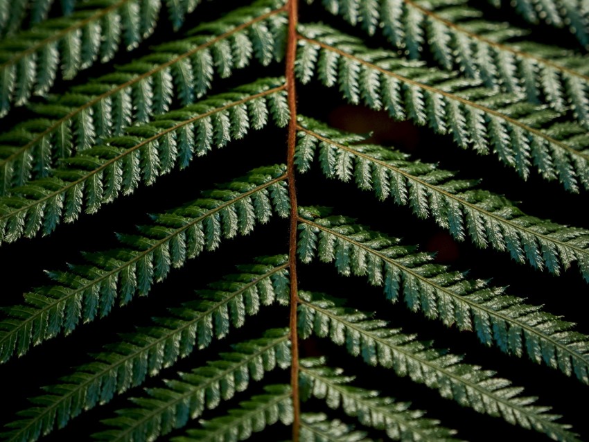 fern, leaves, green, carved, macro, branch, plant