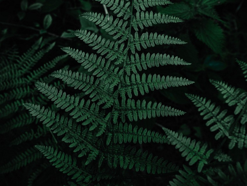 fern, leaves, green, carved, plant