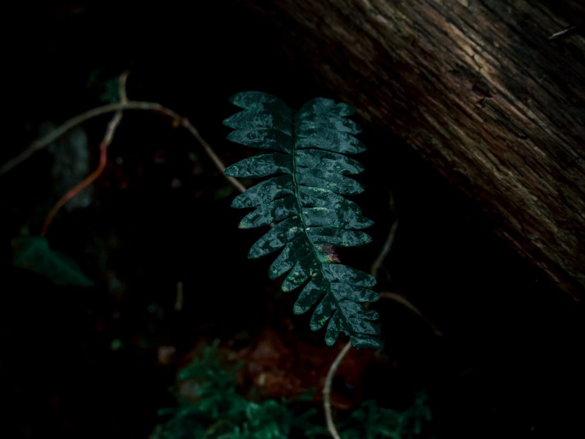 fern, leaves, green, plant, dark