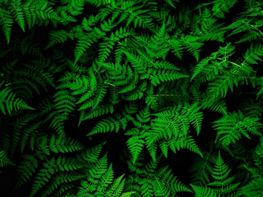 Fern Leaves Green Plant Thick Png - Free PNG Images
