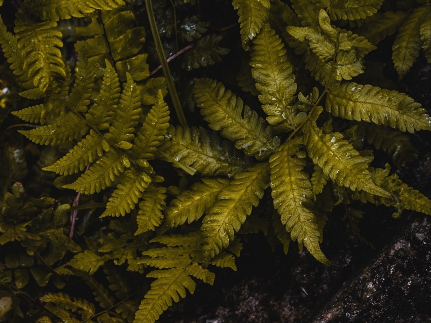 fern, leaves, wet, green