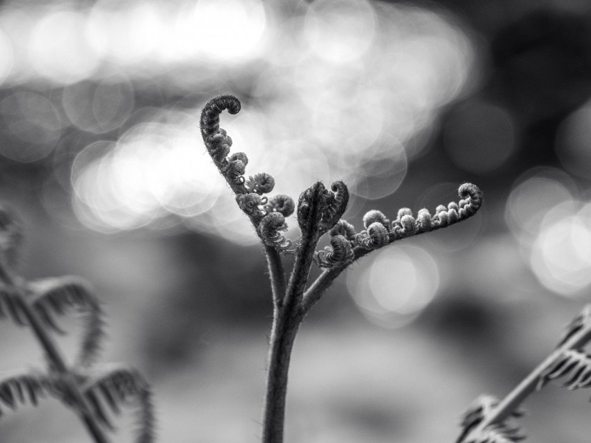 fern, plant, bw, sprout, stem