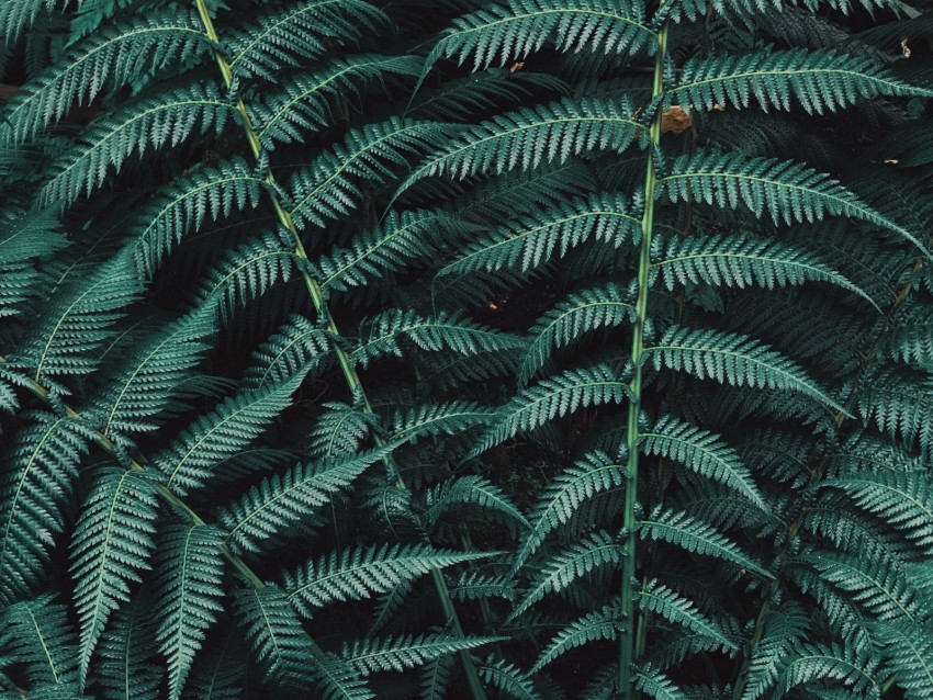 fern, plant, leaves, carved, green