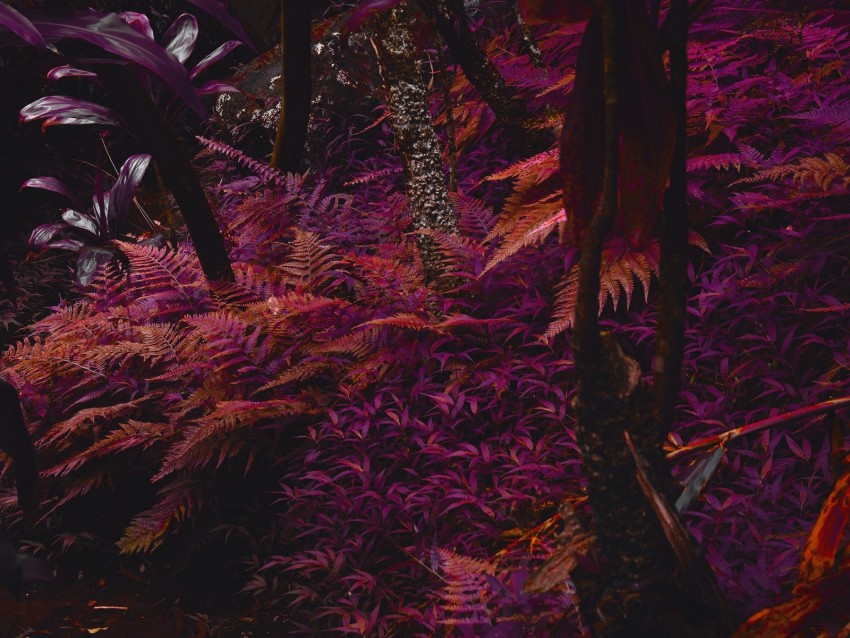 fern, plants, jungle, tropical, thick, purple