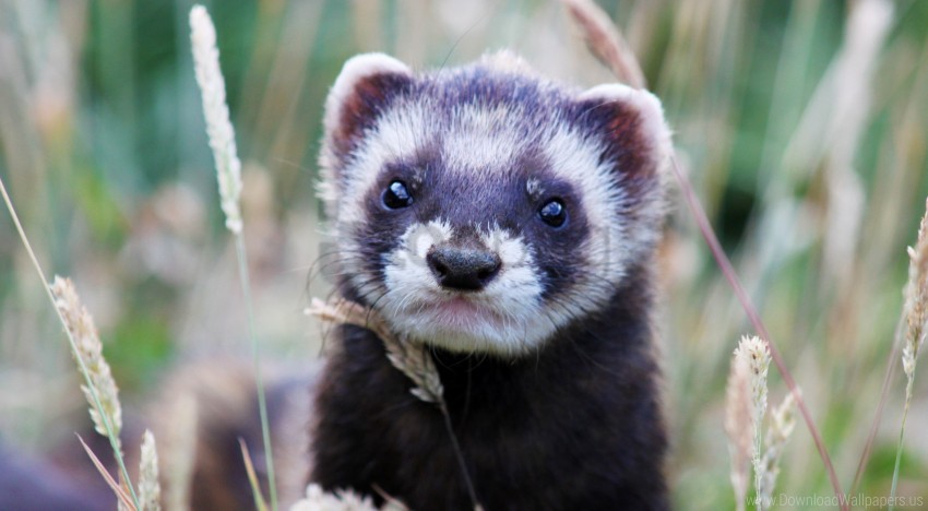 Ferret Wallpaper  Download to your mobile from PHONEKY