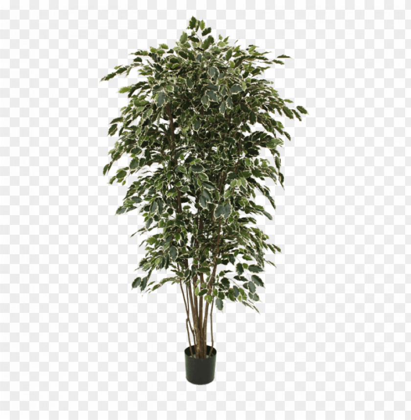 free PNG ficus exotica deluxe artificial tree 210 cm variegated - artificial trees online australia PNG image with transparent background PNG images transparent