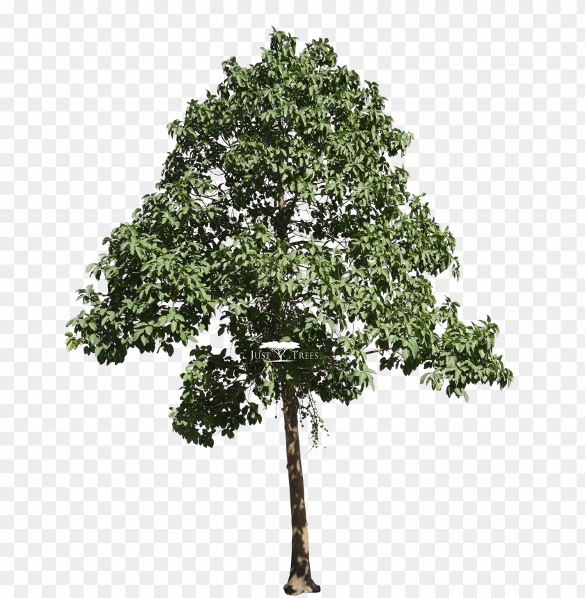 leaf, background, trees, pattern, flower, design, wood