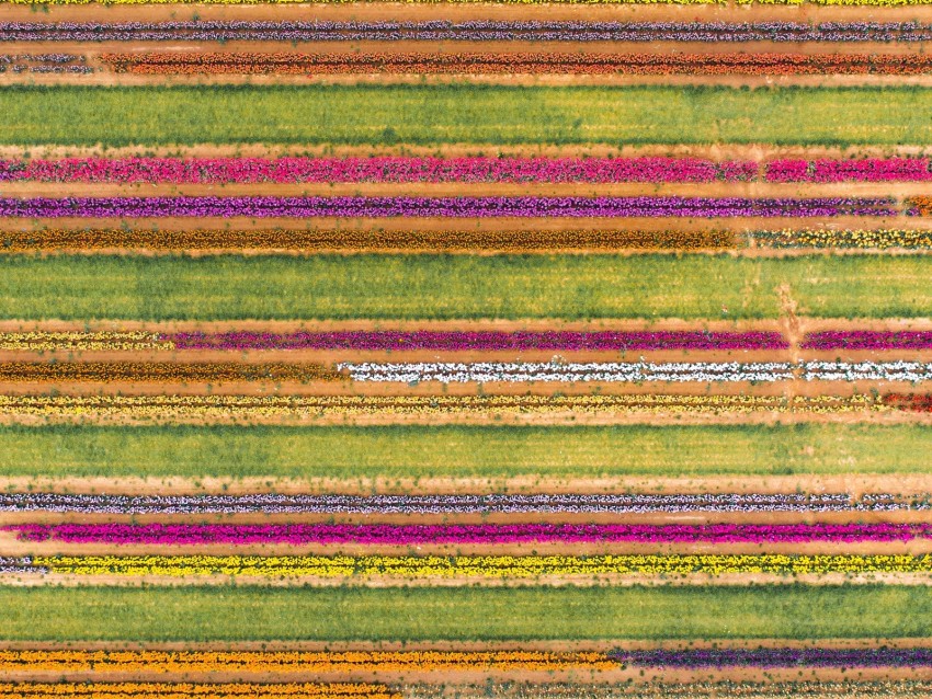 field, aerial view, colorful, flowers, lines