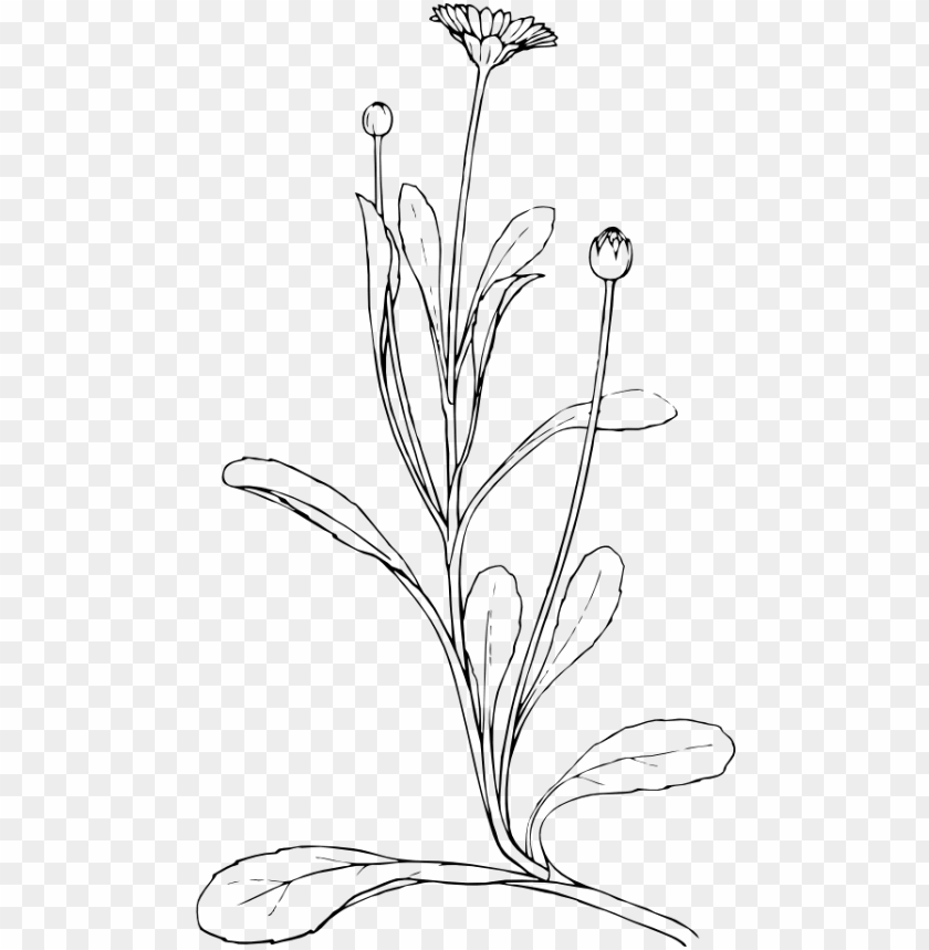 Field Daisy Black White Line Art 555px - Plant Drawing PNG Image With Transparent Background