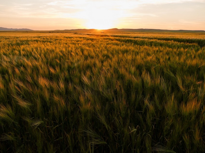 field, ears of corn, sunset, horizon