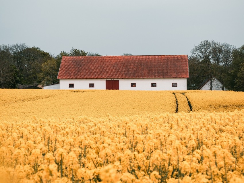 field, flowers, yellow, building