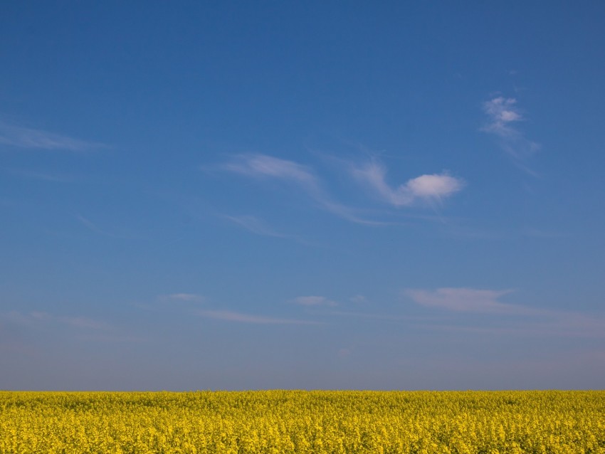 field, horizon, flowers, sky, yellow, blue