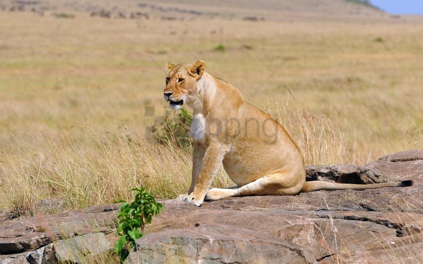 Field Lion Lioness Sit Young Wallpaper Background Best Stock Photos