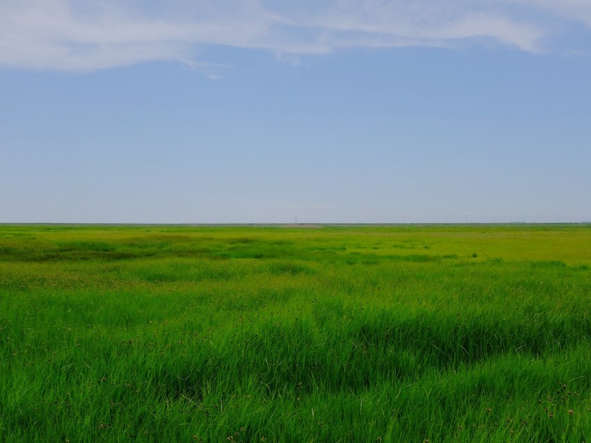 field, meadow, grass, horizon, landscape