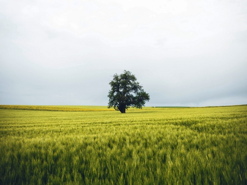 field, tree, lonely, landscape, nature