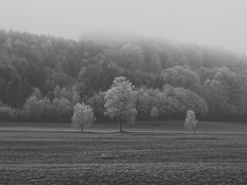 field, trees, bw, frost