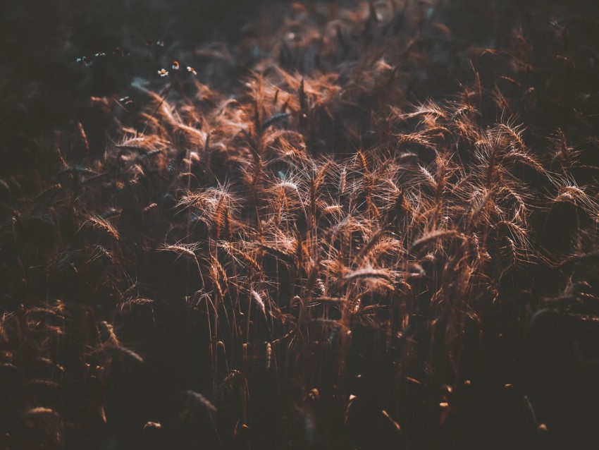 field, wheat, dark, shadow, spikelets