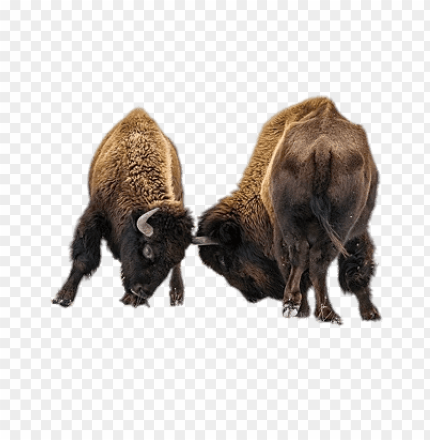 animals, bison, fighting bisons, 