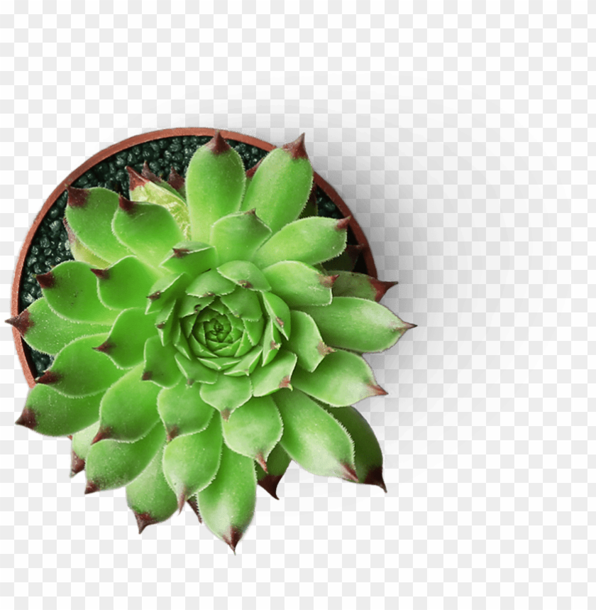 symbol, tree, plant, decoration, read, isolated, cactus