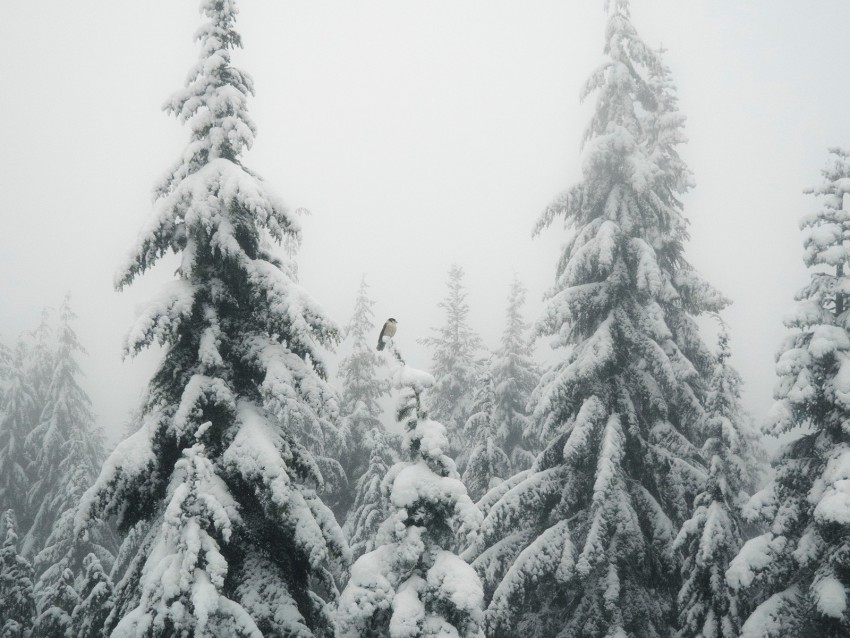 fir, fog, snow, bird, winter