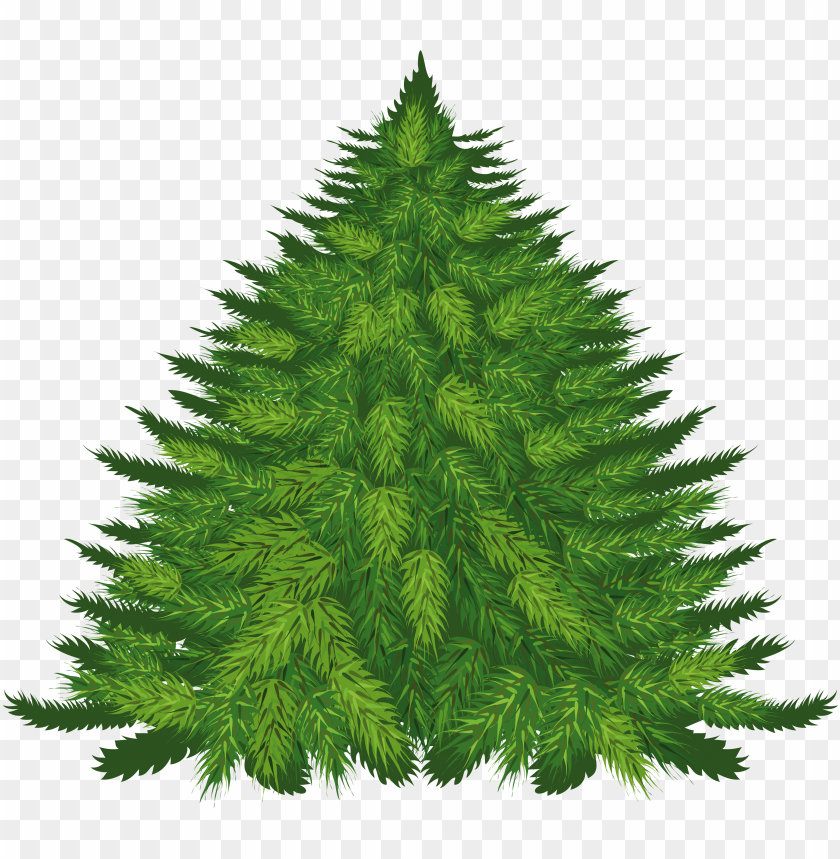 
fir
, 
tree
, 
christmas tree
, 
coniferous trees
