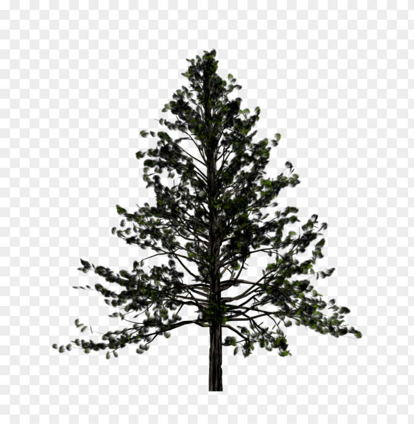 tree,شجرة التنوب
