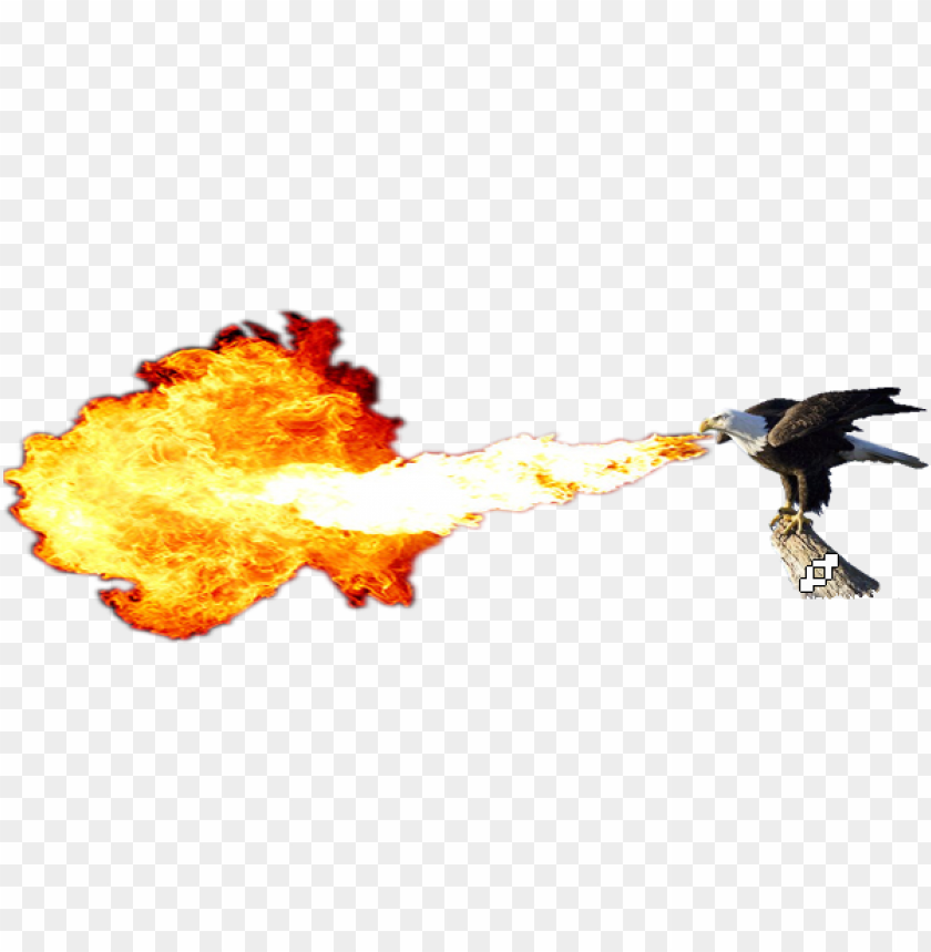 flame, hawk, eagle, emblem, web, polish eagle, bird